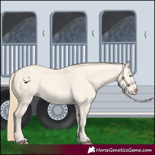 Horse Color:Perlino Dun 