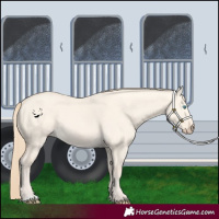 Horse Color:Perlino Dun 