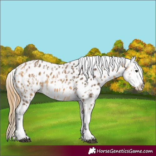 Horse Color:Buckskin Appaloosa  and Buckskin Appaloosa 