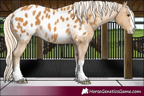 Horse Color:Palomino Near Leopard 