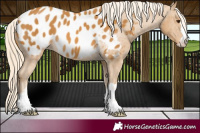 Horse Color:Palomino Near Leopard 