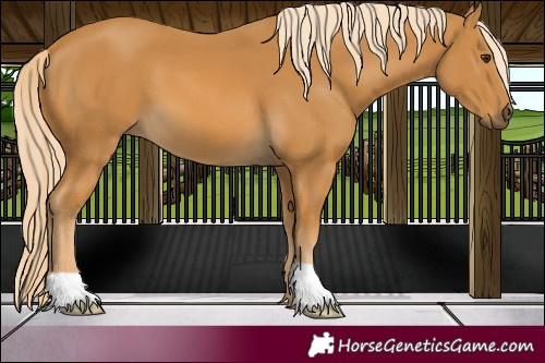 Horse Color:Palomino