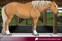 Horse Color:Palomino
