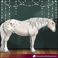 Horse Color:Chocolate Palomino Appaloosa