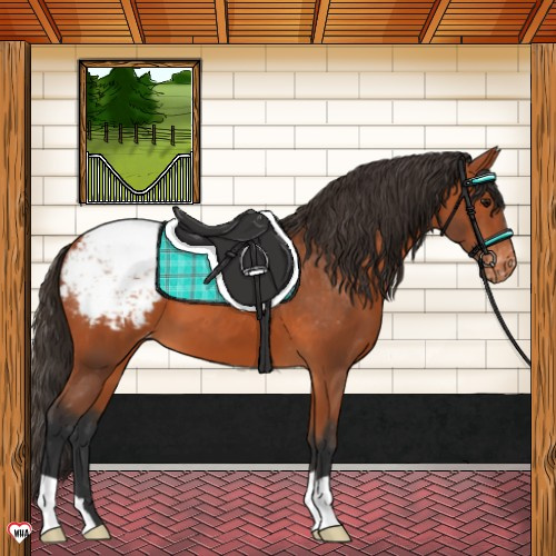 Horse Color:Bay Appaloosa