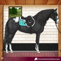 Horse Color:Black Appaloosa 