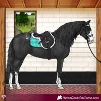 Horse Color:Black Varnish 
