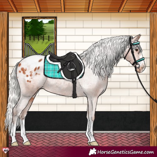 Horse Color:Silver Bay Blanket Rabicano