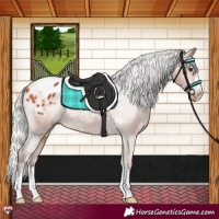 Horse Color:Silver Bay Blanket Rabicano 