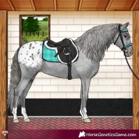 Horse Color:Black Appaloosa