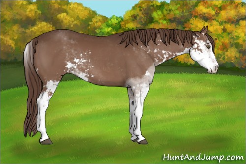 Horse Color:Liver Chestnut Sabino 