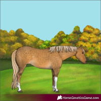 Horse Color:Chocolate Palomino Dun Sabino Tobiano