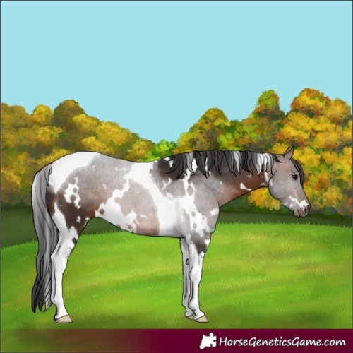 Horse Color:White Spotted Brown Tobiano 