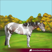 Horse Color:White Spotted Brown Tobiano 
