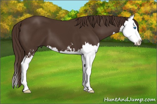 Horse Color:Liver Chestnut Sabino Splash 