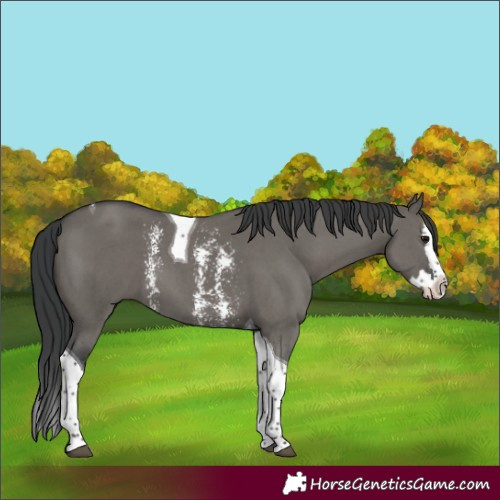 Horse Color:Grullo Sabino Splash Tobiano 
