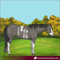 Horse Color:Grullo Sabino Splash Tobiano