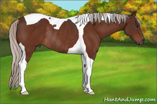Horse Color:Silver Brown Tobiano Rabicano 