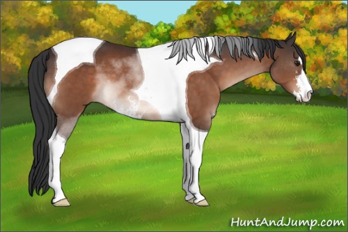 Horse Color:Brown Sabino Tobiano 
