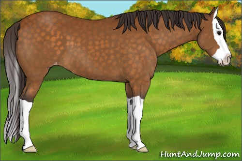 Horse Color:Buckskin Splash Appaloosa 