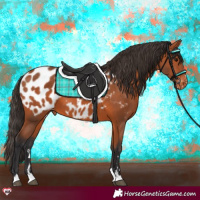 Horse Color:Bay Appaloosa 