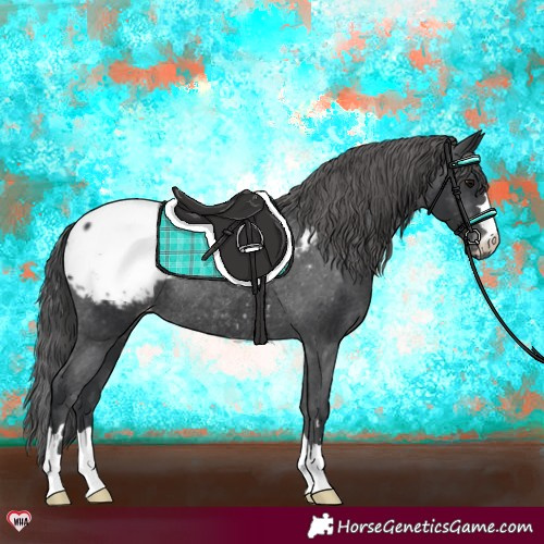 Horse Color:Black Snowcap Rabicano