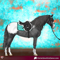 Horse Color:Black Appaloosa Rabicano 
