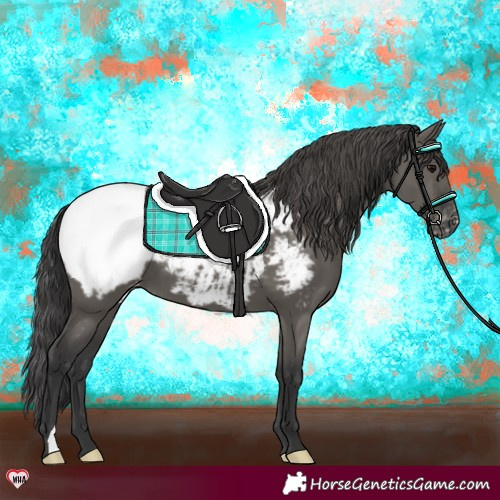 Horse Color:Grullo Appaloosa 
