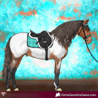 Horse Color:Bay Appaloosa 