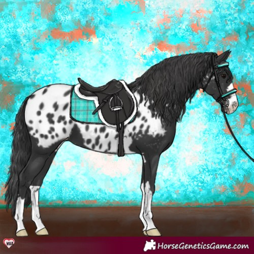 Horse Color:Black Appaloosa