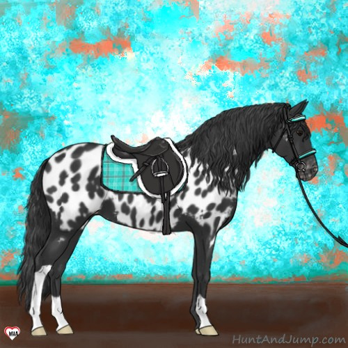 Horse Color:Black Appaloosa
