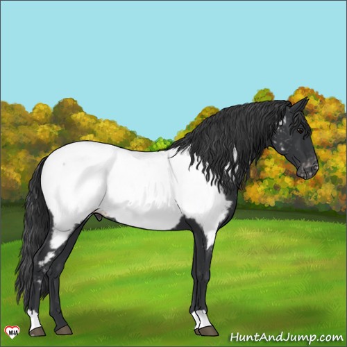 Horse Color:Black Appaloosa 