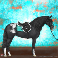 Horse Color:Black Appaloosa