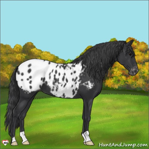 Horse Color:Black Appaloosa 