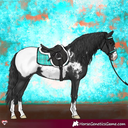 Horse Color:Black Appaloosa