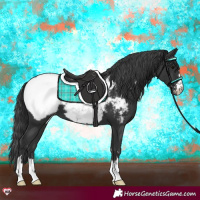 Horse Color:Black Appaloosa 