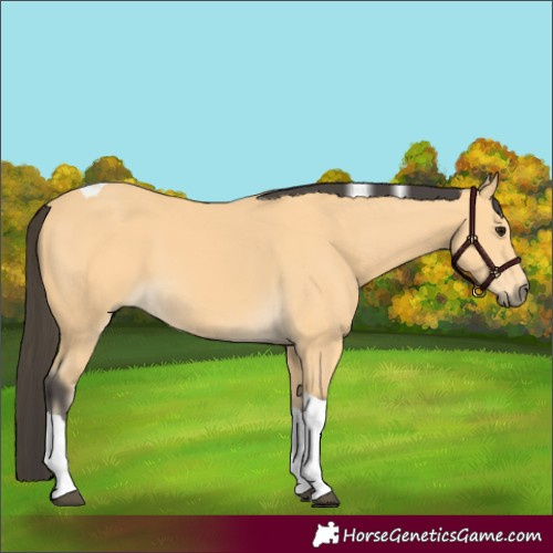 Horse Color:Buckskin Tobiano