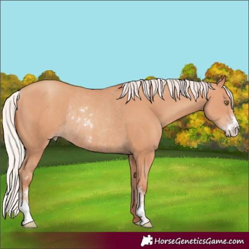 Horse Color:Silver Amber Champagne Sabino Rabicano 
