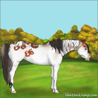 Horse Color:White Spotted Bay Tobiano 