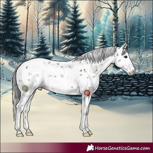 Horse Color:White Spotted Brown Dun Sabino 