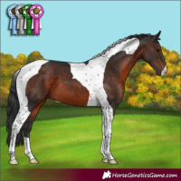 Horse Color:Brown Tobiano 