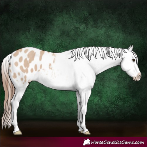 Horse Color:Red Dun Appaloosa 