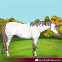 Horse Color:Bay Dun Near Fewspot 