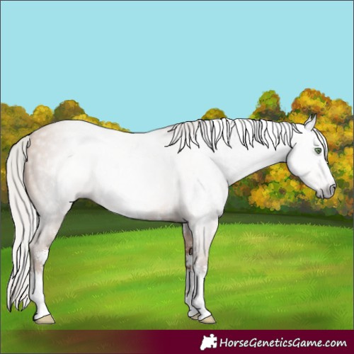 Horse Color:Gray Silver Amber Champagne Sabino