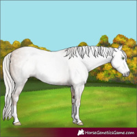 Horse Color:Gray Silver Amber Champagne Sabino
