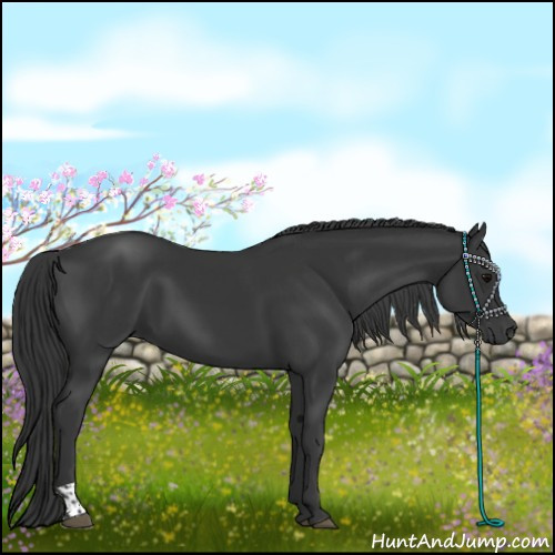Horse Color:Black  and Black 