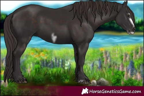 Horse Color:Liver Chestnut Frame 