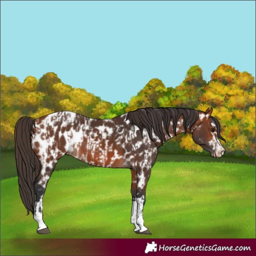 Horse Color:Bay Appaloosa  and Bay Appaloosa 