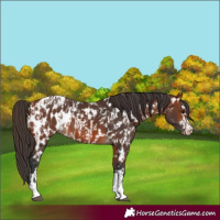 Horse Color:Bay Appaloosa  and Bay Appaloosa 