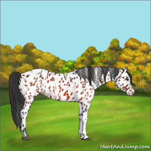 Horse Color:Bay Near Leopard and Bay Near Leopard